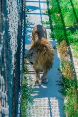 Old lion with scars
