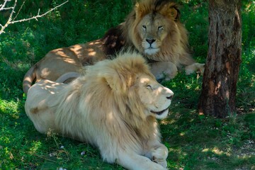 Obraz premium Adult lions lie in the shade