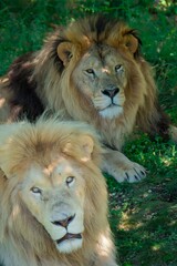 Adult lions lie in the shade