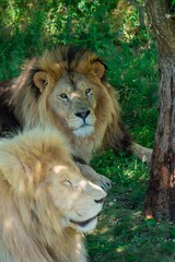 Naklejka premium Lions lie in the shade