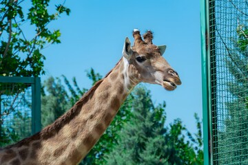 giraffe's neck and muzzle in the zoo close-up