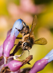 A Bee Landing On A Flower