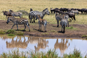 Obraz premium Group of plains zebra, Equus Quagga, on the banks of a water hole in the Masai Mara, Kenya. Animal and sky reflection. Wildebeest can be seen grazing in the background. Annual great migration.