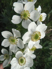 Anemone shaggy flowers close-up