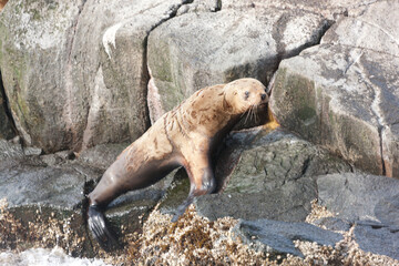 Obraz premium Russia Commander Islands sea lion on a cloudy summer day