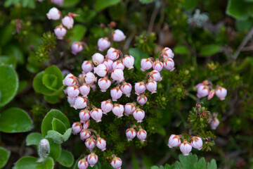 Erica darlensis flowers close up
