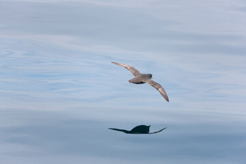 Russia Commander Islands Grey Albatross on a Cloudy Summer Day