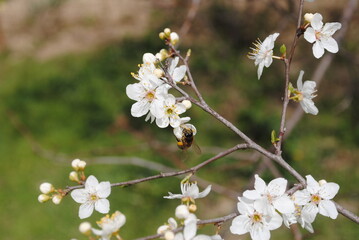 a bee on a branch with a flower