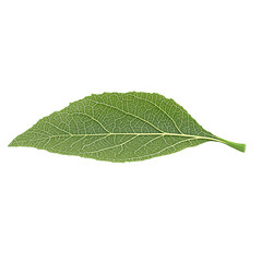 Obraz premium Green Leaf with Veins on Black Background.on transparent, white background, isolate PNG