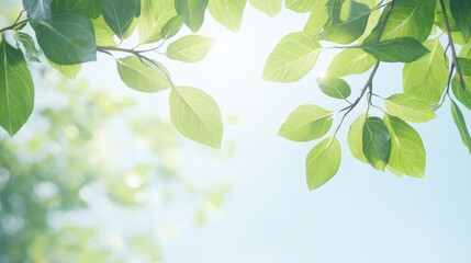Fototapeta premium Sunlight filters through fresh green leaves, creating a serene and vibrant atmosphere that evokes a sense of peace and nature.