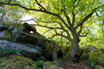 Fototapeta premium The Poligny forest in ÎLe de France region