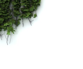 Ivy wall texture. Cutout ivy with lush green foliage, Virginia creeper, wild climbing bush vine as top frame, isolated on white with clipping path. 