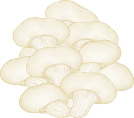 watercolor oyster mushroom