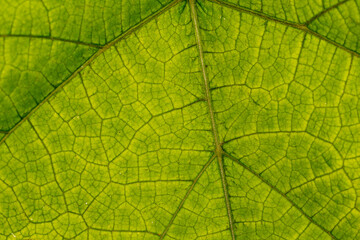 The texture of a green leaf from a tree in close-up