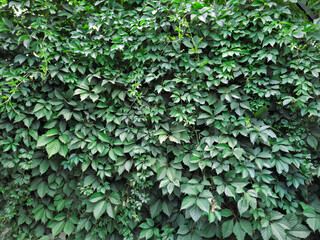 A wall of wild grape leaves
