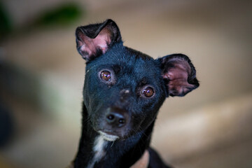 Black dog inside the rustic bistro in Laguna Philippines.