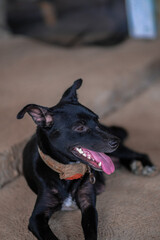 Black dog inside the rustic bistro in Laguna Philippines.