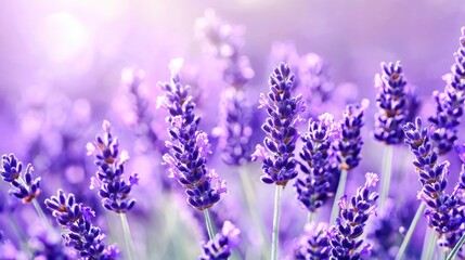 Fototapeta premium Close-Up Shot of Beautiful Lavender Flowers