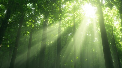Obraz premium Serene Forest with Sunlight Beams
