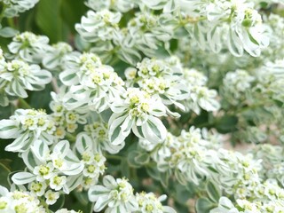 Close-up of a garden spurge bush. Natural background
