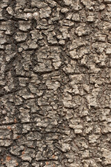 Bark texture of eastern gum tree (Liquidambar orientalis)