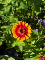 yellow and red flower