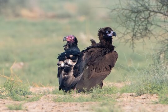 cinereous vulture (Aegypius monachus) and red-headed vulture (Sarcogyps calvus) at desert national park, Rajasthan, India