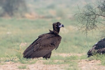 cinereous vulture (Aegypius monachus), the largest Old World vulture, at desert national park, Rajasthan