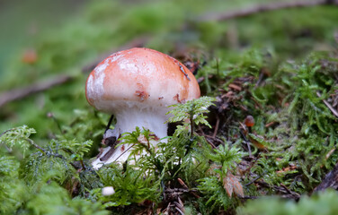 Knolliger Schleierritterling LEUCOCORTINARIUS BULBIGER) - Jungpilz