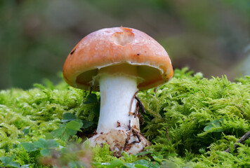 Knolliger Schleierritterling LEUCOCORTINARIUS BULBIGER)