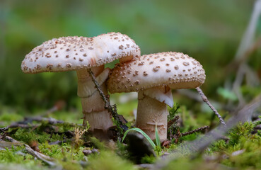Perlpilz (AMANITA RUBESCENS)