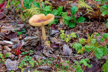 Wild mushroom on the forest ground