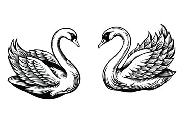 This is swan bird vector black and white illustration © Active Abdur Rouf