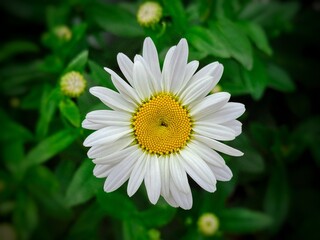 white daisy flower
