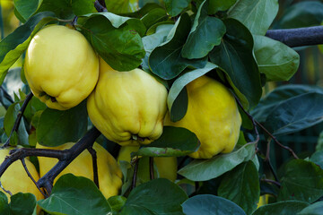 Branch of tree with ripe yellow quince fruits. Selective focus