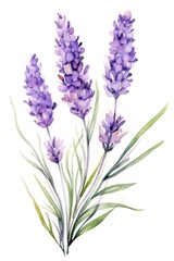 Naklejka premium Watercolor lavender flower blossom plant white background.