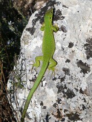 Bright green lizard sunning itself on rock near Buoux, Provence