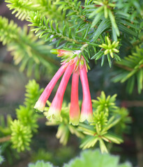 Beautiful close-up of erica versicolor