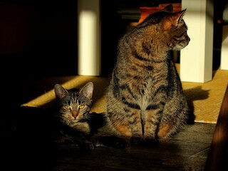Kot © Rafal