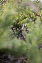 Branches and Green Foliage of Coniferous Plant in Essen Katernberg, Germany