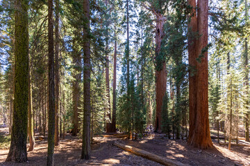 Giant Sequoias in the Sequoia National Park in California