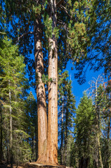 Fototapeta premium Giant Sequoias in the Sequoia National Park in California