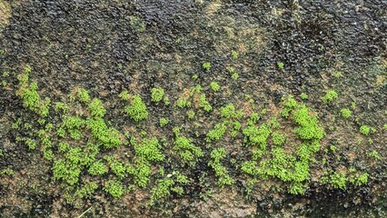 Old gray stone wall with green moss texture background	