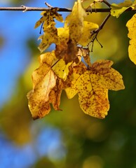 Bunte Blätter im Herbst, Nahaufnahme, vertikal