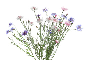 Bouquet of beautiful wildflowers isolated on white