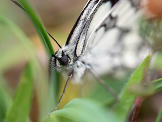Fotografía Macro