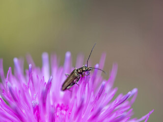 Fotografía Macro