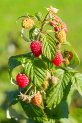 Fresh Raspberries Ripening on the Bush   Świeże maliny dojrzewające na krzewie © Adrian White
