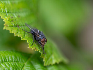 Fotografía Macro
