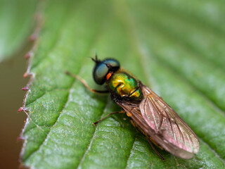 Fotografía Macro
